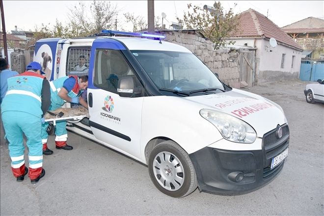 Yaralı sokak hayvanları ´Küçük Dostlar Ambulans´ı ile kliniğe taşınacak 