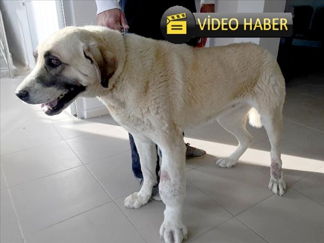 Ayağı tümörlü köpek sağlığına kavuştu