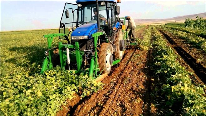 Yeşil mercimek de sözleşmeli ekim ürünlerine dahil edildi 