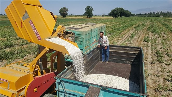 Kayseri Şeker´in sözleşmeli fasulye ekiminde hasat başladı