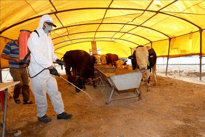 Talas´ta kurban pazar yerleri ilaçlandı