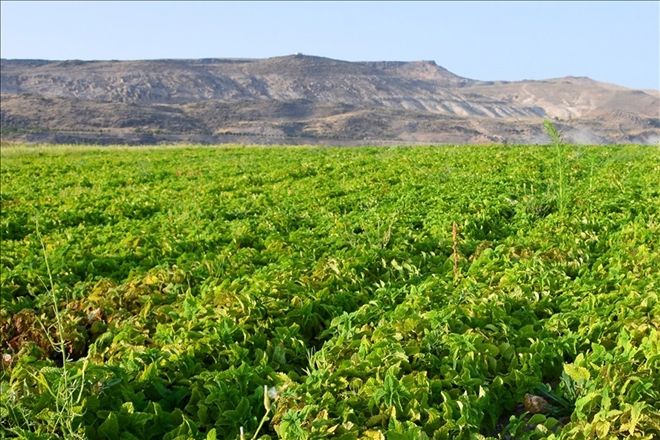 Kocasinan´da tıbbi ve aromatik bitkiler ürün vermeye başladı