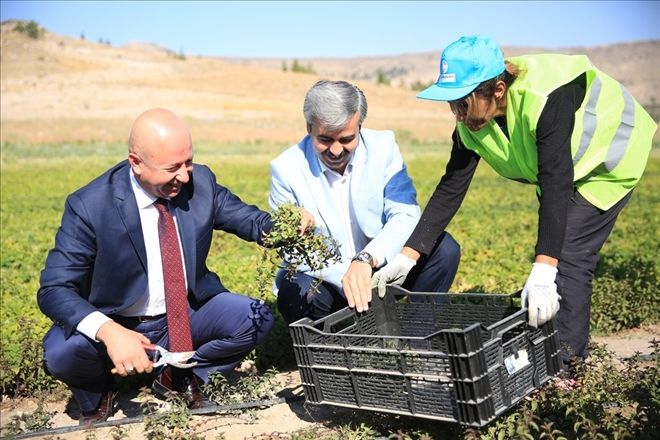 Tıbbi aromatik bitkilerin ilk hasadı yapıldı