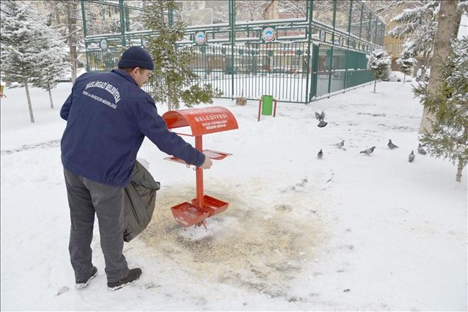 Melikgazi´den sokak hayvanları ve kuşlara gıda desteği 