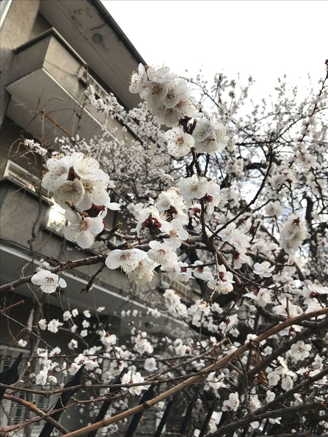 Şehir merkezinde ağaçlar çiçek açtı 