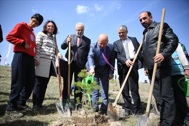 Kocasinanda fidanlar bu hafta +1 değerli 