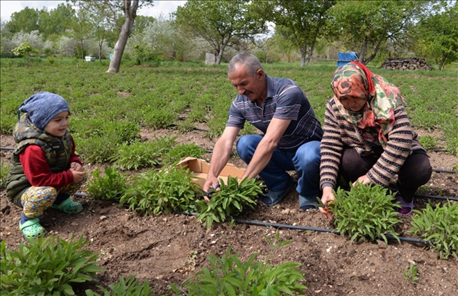 Adaçayı Hasadı Başladı 