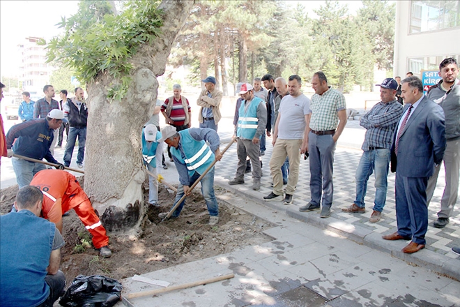 Çınar Ağaçlarını Kurtarma Operasyonu 