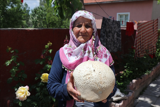 Mahallelileri şaşırtan mantar 