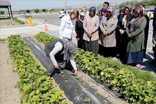 Doğal Ürünler Bahçesi´ndeki üreticilere çilek fidesi dağıtıldı 