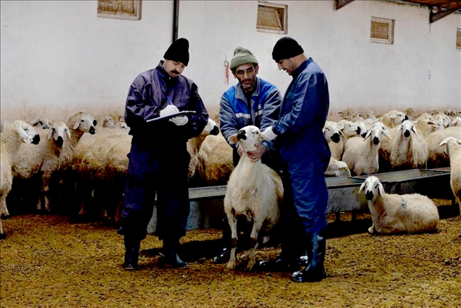 Küçükbaş hayvan sayımları devam ediyor 