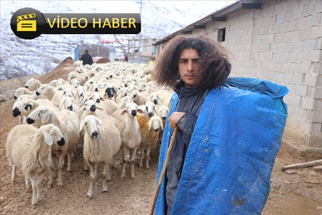  Üniversite mezunu genç, 300 koyuna çobanlık yapıyor 