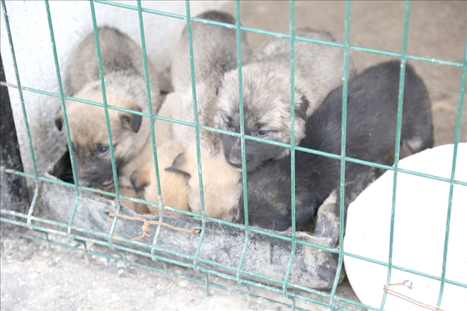 Aç ve donmak üzere olan yavru köpekler hayvan barınağına yerleştirildi 