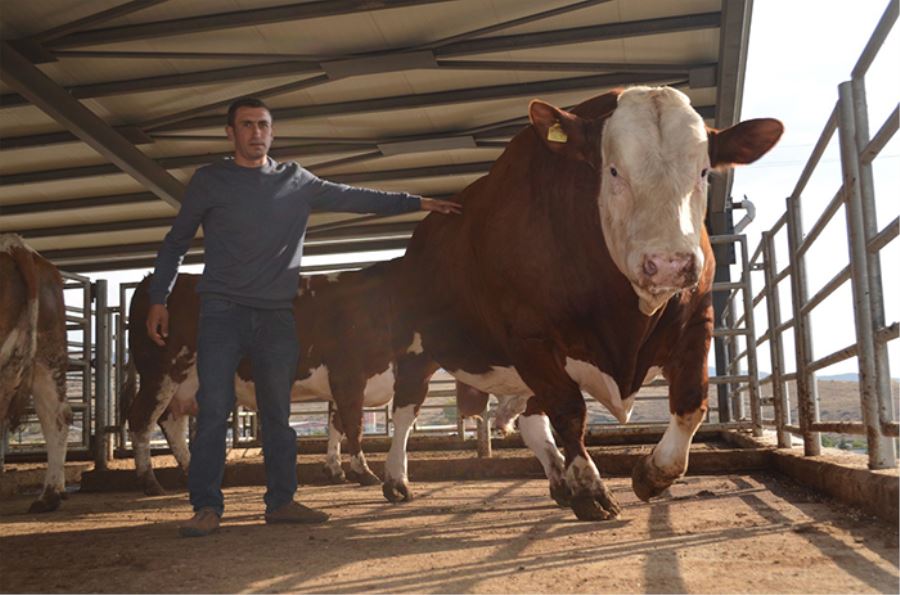 824 kiloluk boğayı görenler hayretler içinde kaldı 