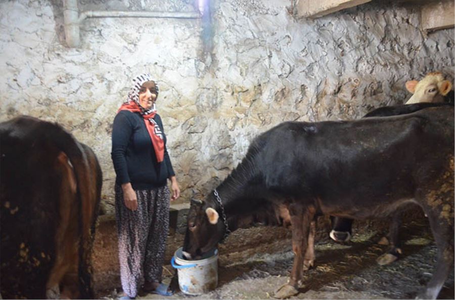 4 çocuk annesi kadın hayvancılık yapmak için köye taşındı 