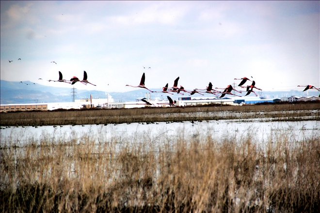 Flamingolar Kayseri´de 