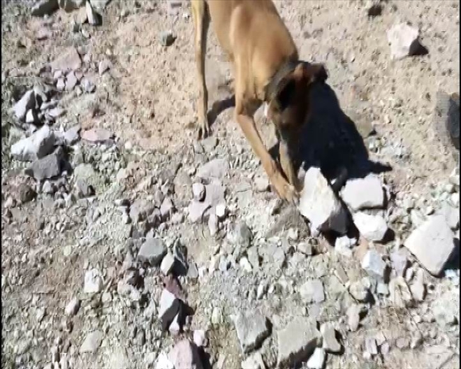 Narkotik köpeği ´Kama´ toprak altındaki uyuşturucuyu buldu 