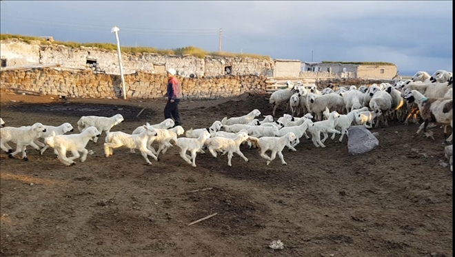 500 kuzunun anneleri ile buluşması hayranlık uyandırdı 