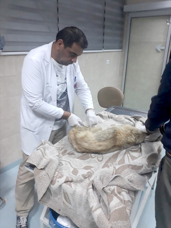 Otomobilin Çarpıp Kaçtığı Yaralı Köpeğe Pınarbaşı Belediyesi Sahip Çıktı 