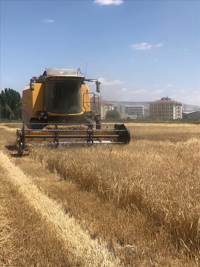 Kayseri Şeker, yem bitkileri temini için bölge çiftçilerinin gelirine 11 milyon TL katkı sağlıyor 