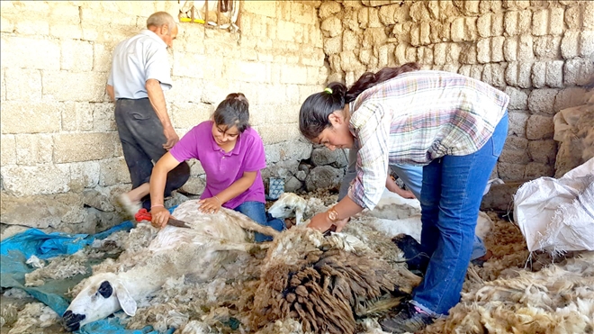 Kışın ders çalışıp, yazın koyun kırkıyorlar 