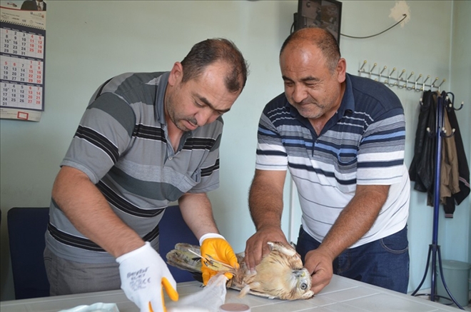 Yaralı şahine Bünyan Belediyesi sahip çıktı 