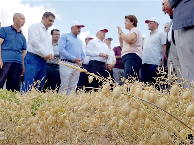 Tarla Gününde Nohut Çeşitleri Tanıtıldı 