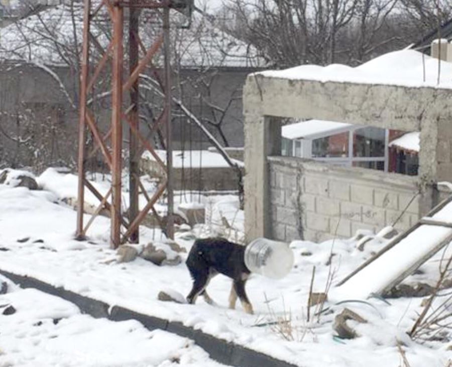 Başı bidona sıkışan yavru köpeği jandarma kurtardı 