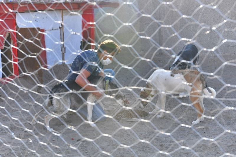 Büyükşehir’den sokak hayvanları gönüllülerine destek
