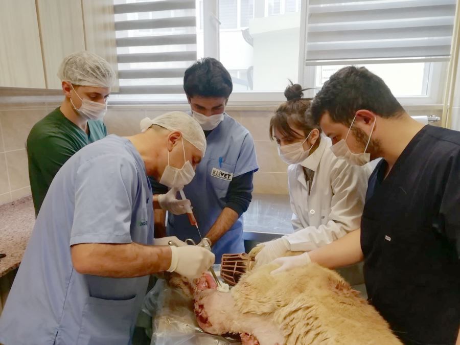  Kurt saldırısında ağır yaralanan kangal köpeği tedavi altına alındı