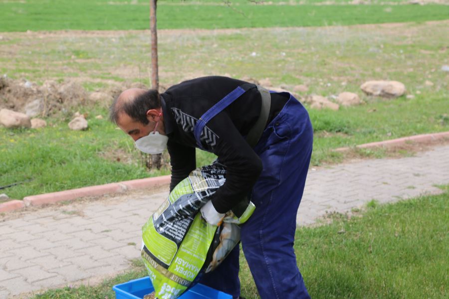 Develi Belediyesi ekiplerinden sokak hayvanlarına mama desteği