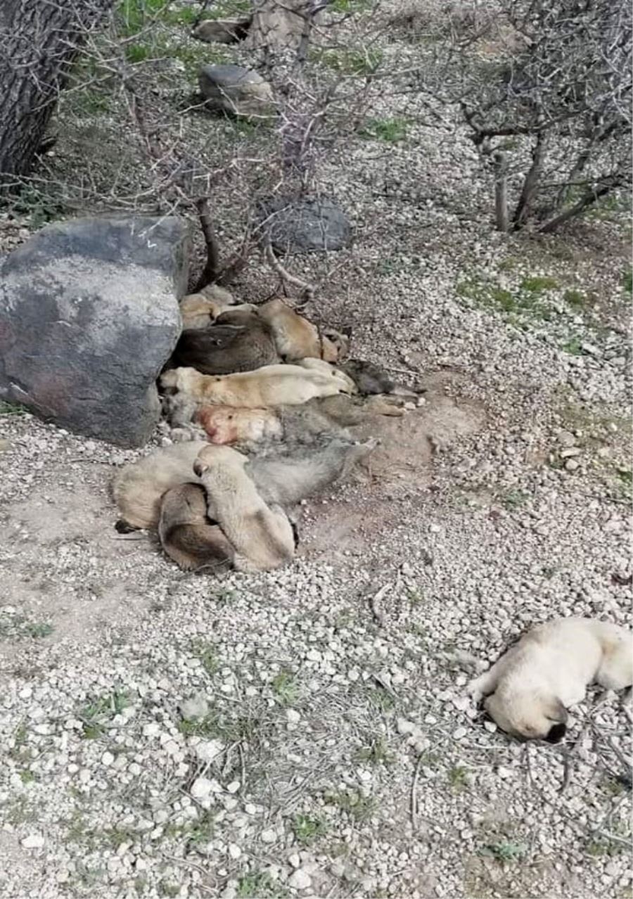 Ölüme terk edilen yavru köpeklere belediye sahip çıktı