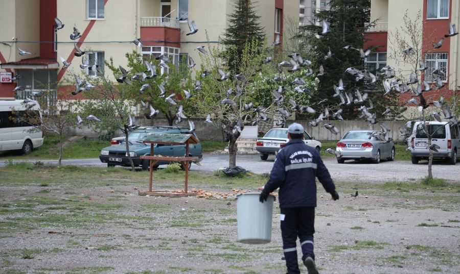 Sokak hayvanlarını özel ekip besliyor