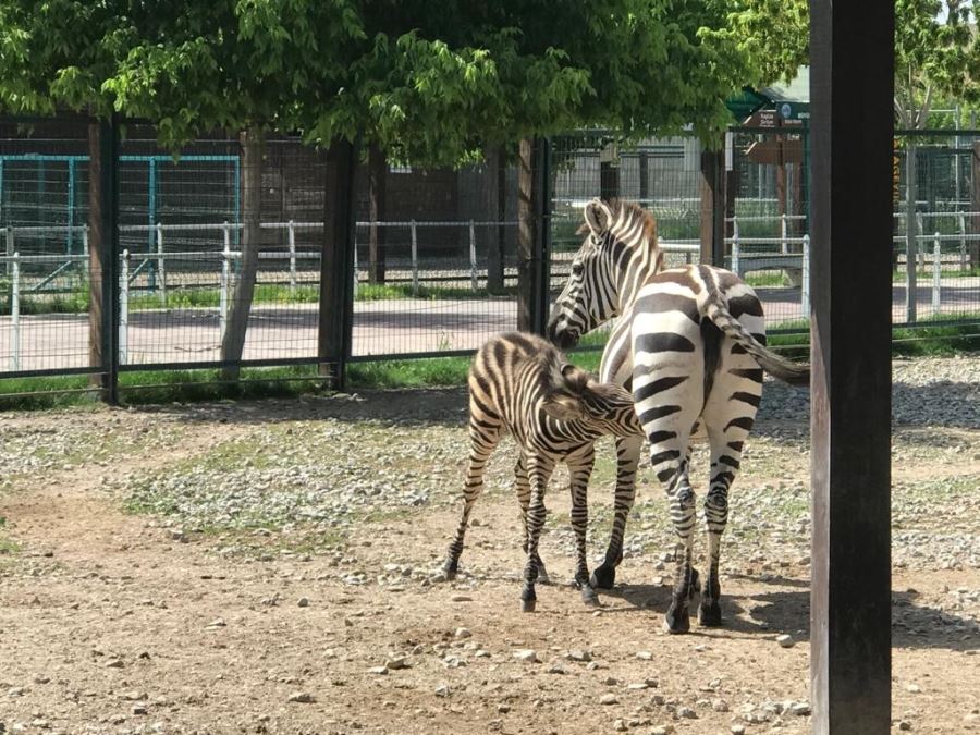 Zebra yavrumuz doğalı 3 ay oldu.