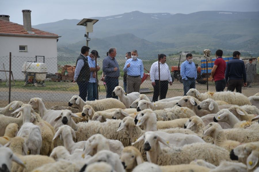 4 koyunla hayvan yetiştiriciliğine başladı, 800 küçükbaş hayvana ulaştı