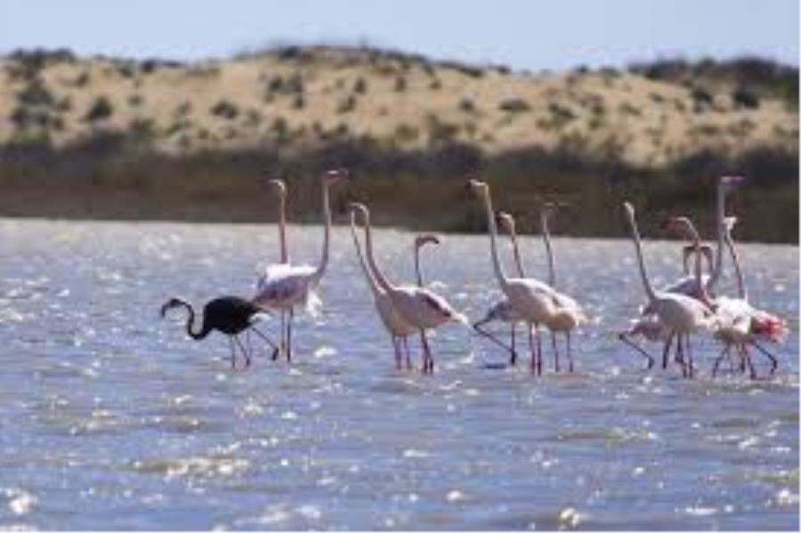 Sultan Sazlığı Milli Parkı’nda siyah flamingo görüldü