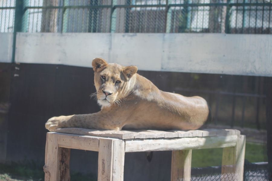  Anadolu Harikalar Diyarı Hayvanat Bahçesi 24 bin ziyaretçiyi ağırladı