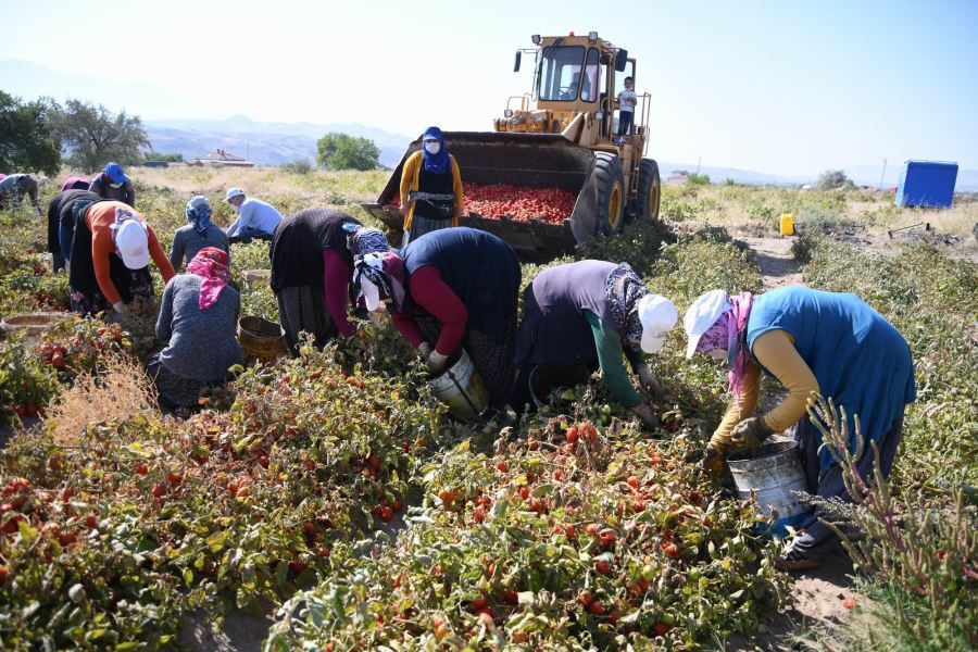  Kayseri’de yetiştirilen salçalık domatesler Türkiye’ye dağılıyor