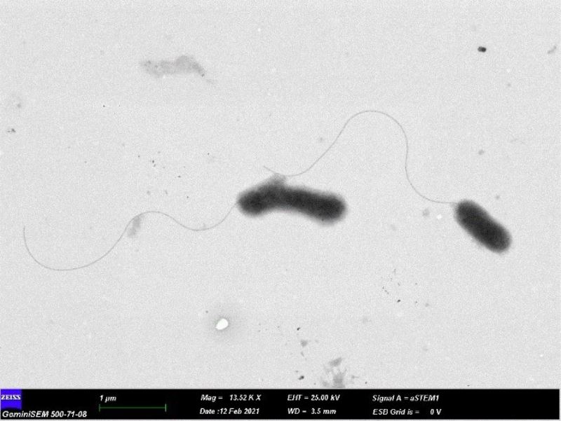 Kampüste yaşayan Gelengilerden yeni bir bakteri türü keşfedildi
