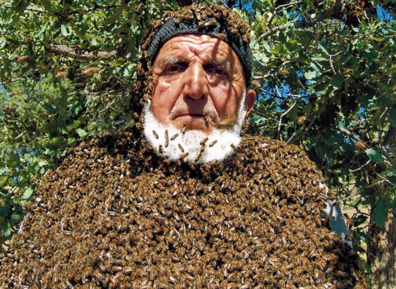 Üzerine 50 bin arı konuyor, maskesiz çalışıyor
