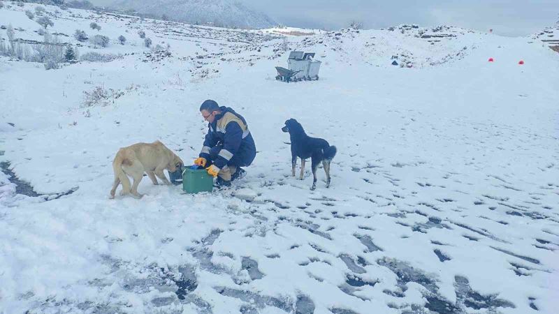 Talas Belediyesi’nden sokak hayvanları için 40 besleme noktası
