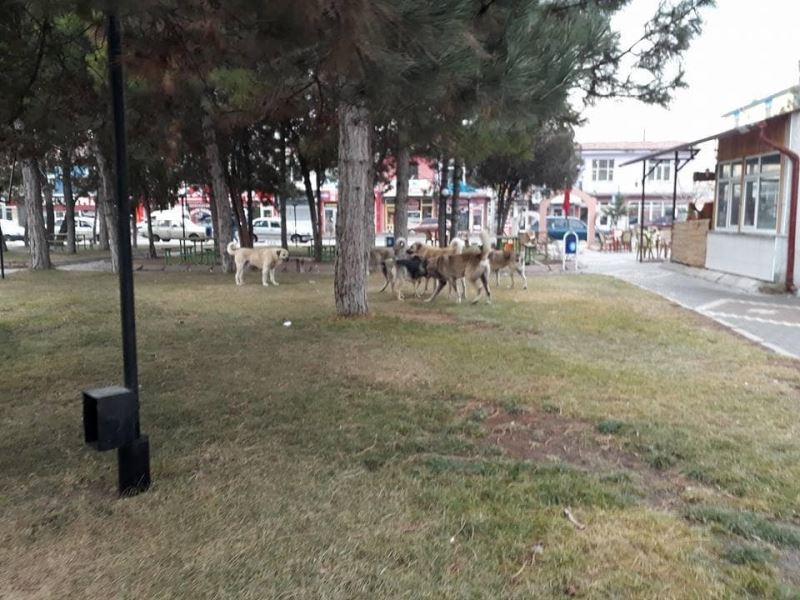 Tomarza’da sokak köpekleri vatandaşları korkutuyor
