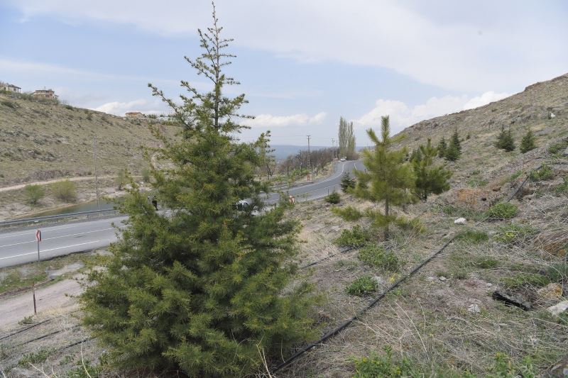 Büyükşehir’den Gesi Vadisi’ne 10 bin sarı çam fidanı
