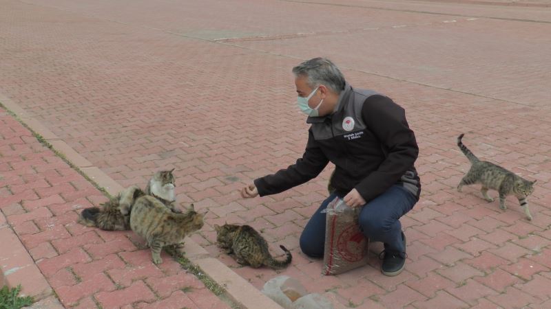 İl Tarım ve Orman Müdürlüğü ‘Dünya Sokak Hayvanları Günü’nde sokak hayvanlarına mama dağıttı
