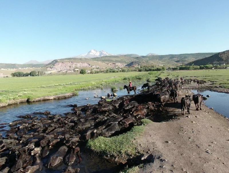 (Özel) Erciyes dağının eteğinde manda, koyun ve yılkı atlarının görsel şovu
