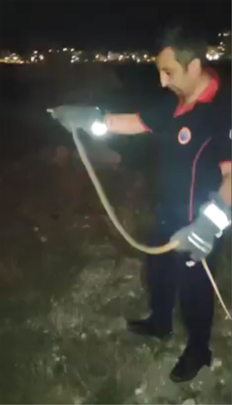 Araç içinde yakalanan yılan doğaya bırakıldı
