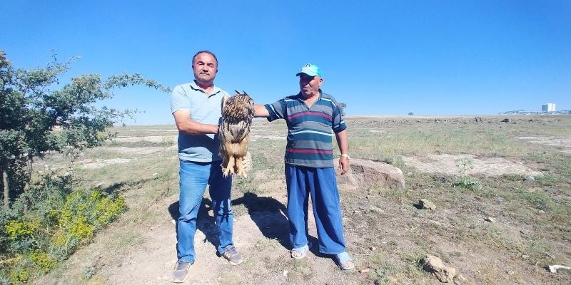 Yaralı bulunan Puhu tedavi altına alındı
