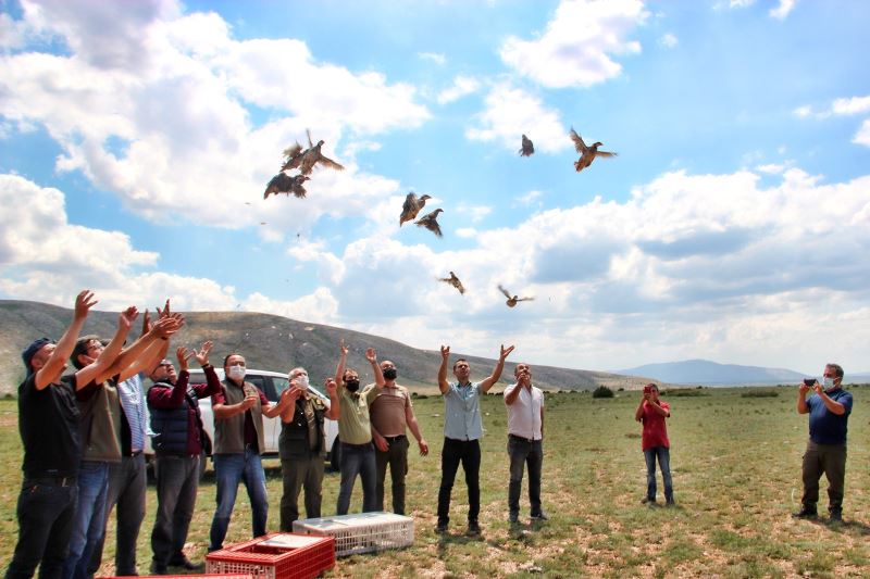 Kayseri’de 550 keklik doğaya salındı
