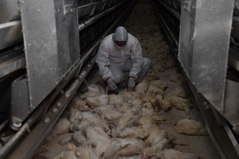 Kayseri’deki tavuk çiftliğinin deposunda çıkan yangında 10 bin tavuk telef oldu
