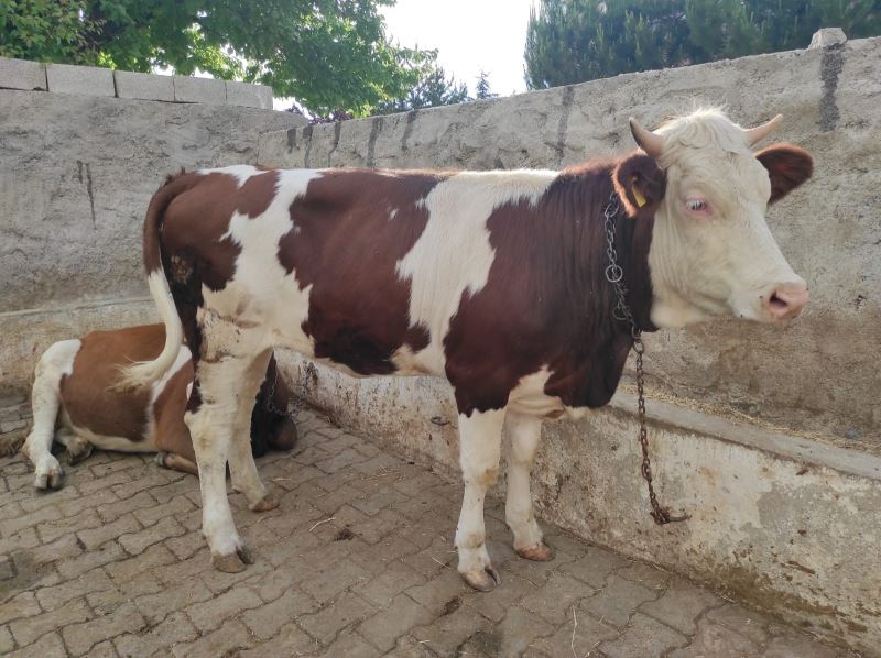 Bayram sabahı kaçan hayvan hala bulunamadı
